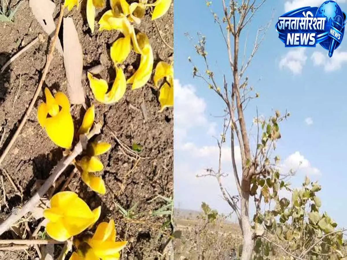 मध्य प्रदेश के एकमात्र पीले पलाश के वृक्ष पर संकट, विकास परियोजना के बीच बचाने की कोशिश मध्य प्रदेश के एकमात्र पीले पलाश के वृक्ष पर संकट, विकास परियोजना के बीच बचाने की कोशिश