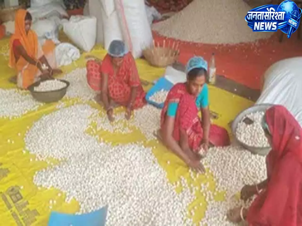 लोकल से ग्लोबल होगा बिहार का मखाना, इंटरनेशनल डिमांड पूरी करने के लिए बनेंगे हाईटेक पॉपिंग सेंटर लोकल से ग्लोबल होगा बिहार का मखाना, इंटरनेशनल डिमांड पूरी करने के लिए बनेंगे हाईटेक पॉपिंग सेंटर