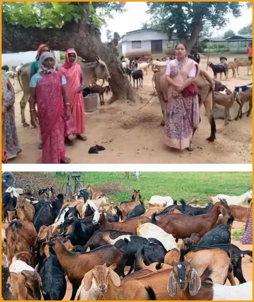 छिपली की दीदियों का कमाल, बकरी पालन से बढ़ी आय और मजबूत हुआ आत्मविश्वास छिपली की दीदियों का कमाल, बकरी पालन से बढ़ी आय और मजबूत हुआ आत्मविश्वास