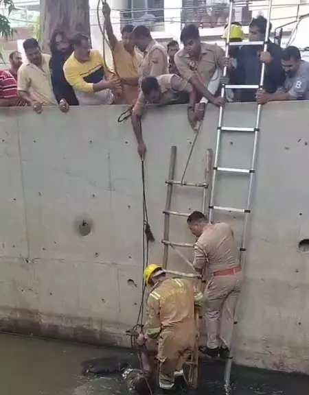 शास्त्री नगर में दलदली नाले में फंसा व्यक्ति, दमकल टीम ने रेस्क्यू कर सुरक्षित निकाला शास्त्री नगर में दलदली नाले में फंसा व्यक्ति, दमकल टीम ने रेस्क्यू कर सुरक्षित निकाला