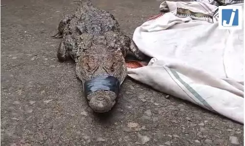 मगरमच्छ आने से गांव में मचा हड़कंप मगरमच्छ आने से गांव में मचा हड़कंप