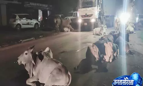 औरैया हाईवे पर आवारा मवेशियों का कहर भीषण हादसे में लोडर चालक की मौत