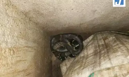 OMG! बाथरूम में निकला 6 फीट का किंग कोबरा, फिर... OMG! बाथरूम में निकला 6 फीट का किंग कोबरा, फिर...