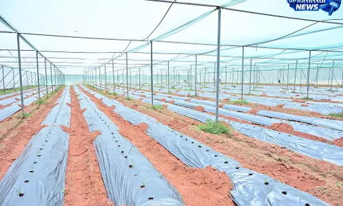 संरक्षित खेती और उद्यानिकी से जशपुर के किसान अनारथ साय ने लिखी आत्मनिर्भरता की नई कहानी संरक्षित खेती और उद्यानिकी से जशपुर के किसान अनारथ साय ने लिखी आत्मनिर्भरता की नई कहानी