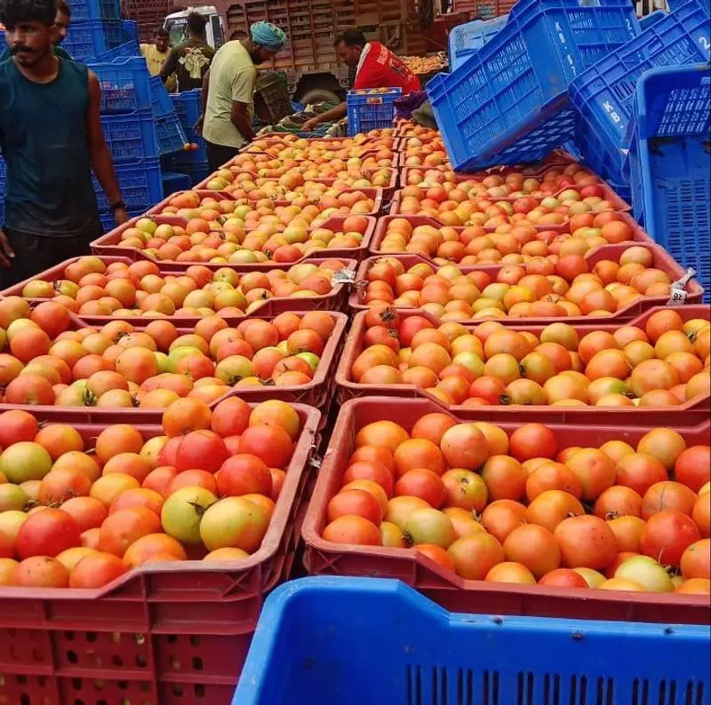 कम बाजार भाव और महंगे कीटनाशकों ने बढ़ाई टमाटर किसानों की मुश्किलें कम बाजार भाव और महंगे कीटनाशकों ने बढ़ाई टमाटर किसानों की मुश्किलें