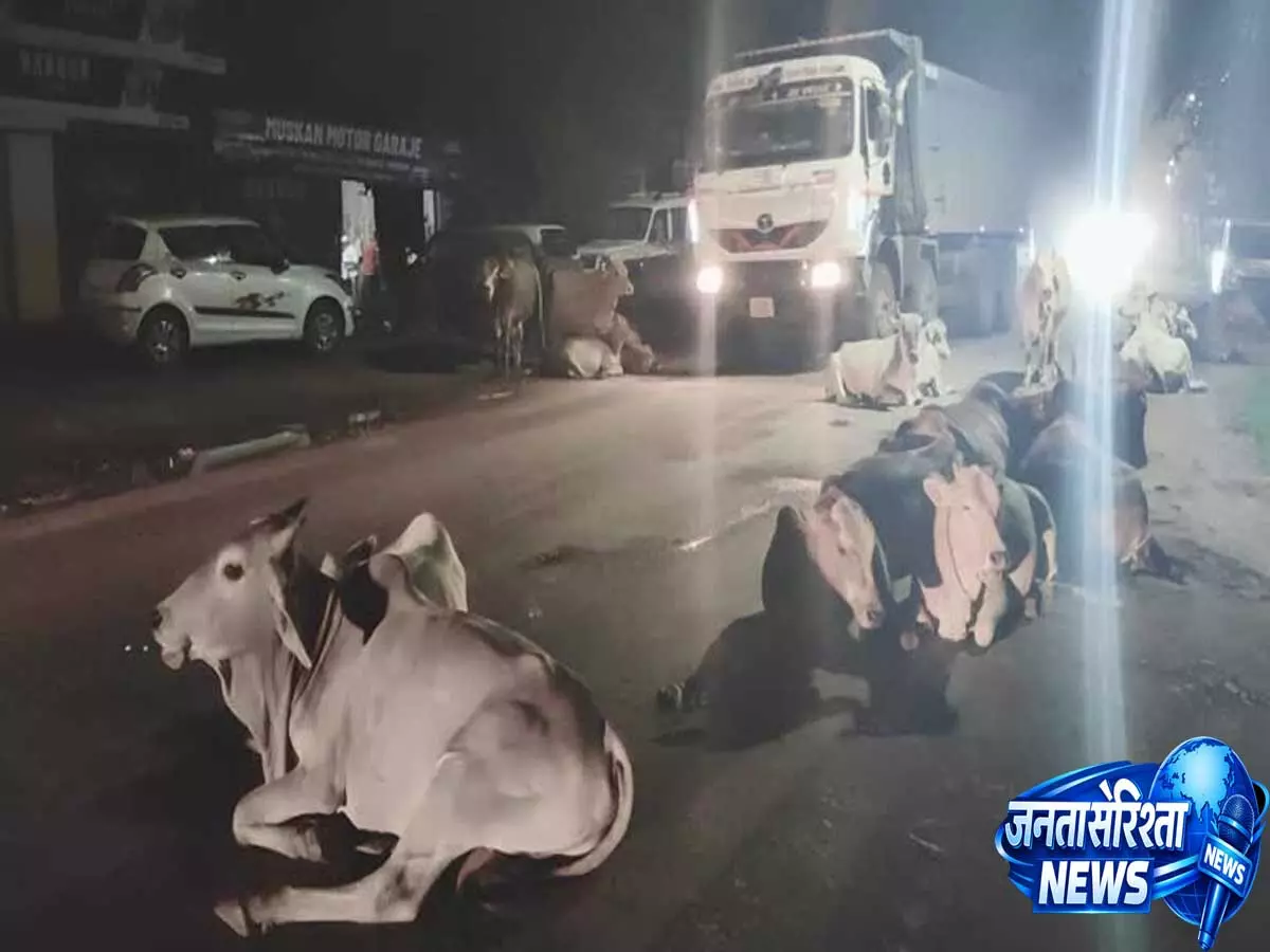 औरैया हाईवे पर आवारा मवेशियों का कहर भीषण हादसे में लोडर चालक की मौत औरैया हाईवे पर आवारा मवेशियों का कहर भीषण हादसे में लोडर चालक की मौत