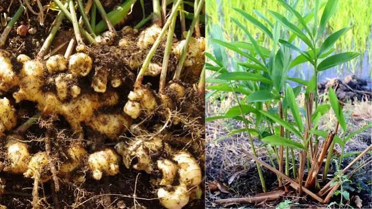 सूखी अदरक फेंकने की गलती न करें गमले में बोकर सालभर पाएं ताजी अदरक सूखी अदरक फेंकने की गलती न करें गमले में बोकर सालभर पाएं ताजी अदरक