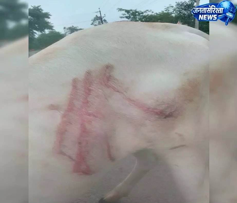 तेंदुए ने घर के बाहर बंधी गाय पर किया हमला तेंदुए ने घर के बाहर बंधी गाय पर किया हमला