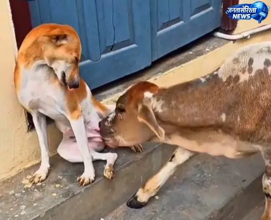 बछड़े को भूख से तड़पता देख कुतिया ने पिलाया अपना दूध बछड़े को भूख से तड़पता देख कुतिया ने पिलाया अपना दूध