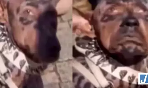 करोड़पति ने कुत्ता बनने के लिए उड़ाए 220 करोड़, क्या है Viral Video की सच्चाई? करोड़पति ने कुत्ता बनने के लिए उड़ाए 220 करोड़, क्या है Viral Video की सच्चाई?