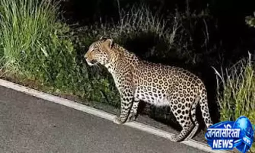 तेंदुए के खौफ के बीच प्रशासन अलर्ट 16 पिंजरे और ट्रैंक्विलाइजिंग टीम तैनात तेंदुए के खौफ के बीच प्रशासन अलर्ट 16 पिंजरे और ट्रैंक्विलाइजिंग टीम तैनात