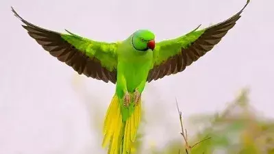 तोते के प्यार में अनशन: पूर्व सैनिक ने रखा 21 हजार रुपये का इनाम तोते के प्यार में अनशन: पूर्व सैनिक ने रखा 21 हजार रुपये का इनाम