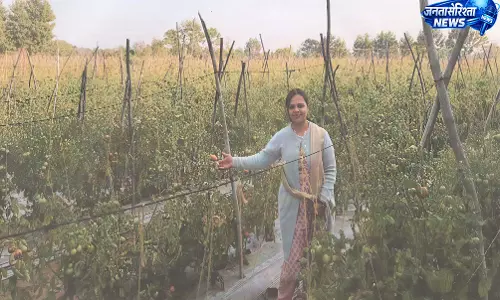 टमाटर की खेती से भारती बंसल की आय बढ़ी, आमदनी से हुई संतुष्ट टमाटर की खेती से भारती बंसल की आय बढ़ी, आमदनी से हुई संतुष्ट
