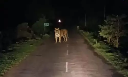 दंतेवाड़ा में सड़क पर दिखा बाघ, ट्रक ड्राइवर ने रोका वाहन दंतेवाड़ा में सड़क पर दिखा बाघ, ट्रक ड्राइवर ने रोका वाहन