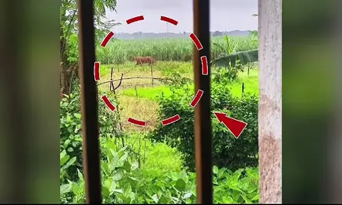 AI टाइगर फोटो से जाजपुर में दहशत AI टाइगर फोटो से जाजपुर में दहशत