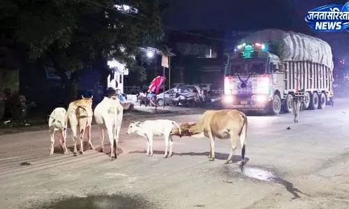 सड़कों पर आवारा मवेशियों का कब्जा, बारिश में हादसे का बढ़ा खतरा