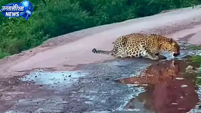 घाड़ीकोट में सड़क पर आया तेंदुआ, कार सवारों में दहशत घाड़ीकोट में सड़क पर आया तेंदुआ, कार सवारों में दहशत