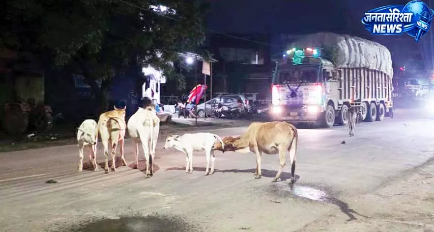 सड़कों पर आवारा मवेशियों का कब्जा, बारिश में हादसे का बढ़ा खतरा सड़कों पर आवारा मवेशियों का कब्जा, बारिश में हादसे का बढ़ा खतरा