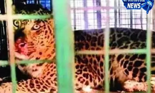 बलिया गांव में आठ दिन से मचा था तेंदुए का खौफ आखिरकार पिंजरे में कैद हुआ बच्चा बलिया गांव में आठ दिन से मचा था तेंदुए का खौफ आखिरकार पिंजरे में कैद हुआ बच्चा