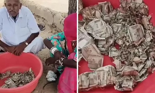खेत में दबाकर रखे 5 लाख रुपये दीमक ने किए बर्बाद वायरल हुआ वीडियो खेत में दबाकर रखे 5 लाख रुपये दीमक ने किए बर्बाद वायरल हुआ वीडियो