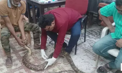 जंगल से गहरे जख्मों के साथ रेस्क्यू हुआ अजगर