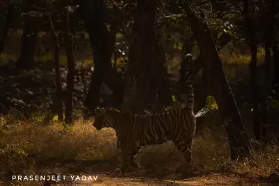 बाघ के पेशाब से होगी वन्यजीवों की निगरानी स्टडी में नई तकनीक का दावा बाघ के पेशाब से होगी वन्यजीवों की निगरानी स्टडी में नई तकनीक का दावा
