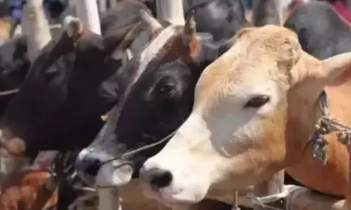 गोमूत्र खरीद से बढ़ेगी पशुपालकों की आय