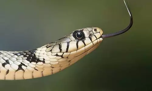 Debagada: सांप के काटने से दो महीने के बच्चे की मौत; पिता की हालत गंभीर Debagada: सांप के काटने से दो महीने के बच्चे की मौत; पिता की हालत गंभीर