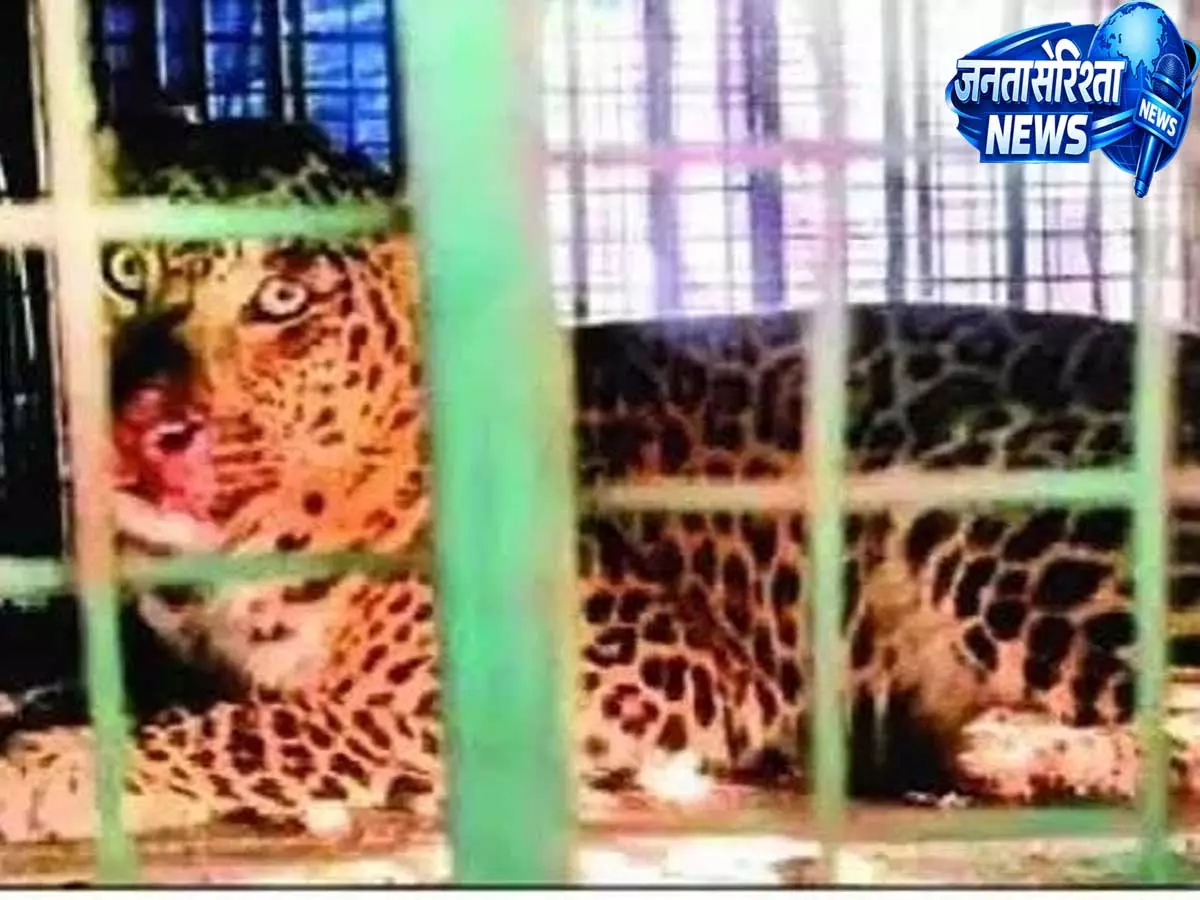 बलिया गांव में आठ दिन से मचा था तेंदुए का खौफ आखिरकार पिंजरे में कैद हुआ बच्चा बलिया गांव में आठ दिन से मचा था तेंदुए का खौफ आखिरकार पिंजरे में कैद हुआ बच्चा