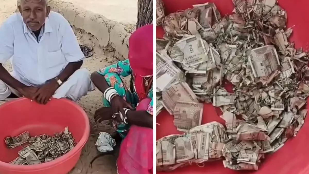 खेत में दबाकर रखे 5 लाख रुपये दीमक ने किए बर्बाद वायरल हुआ वीडियो खेत में दबाकर रखे 5 लाख रुपये दीमक ने किए बर्बाद वायरल हुआ वीडियो