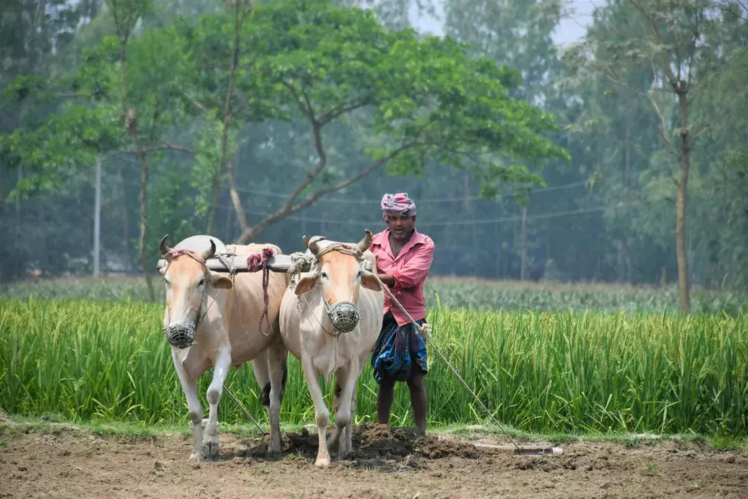 ओडिशा के किसानों को मिलेगा आधार जैसा यूनिक नंबर, शुरू हुआ Agristack ID के लिए रजिस्ट्रेशन ओडिशा के किसानों को मिलेगा आधार जैसा यूनिक नंबर, शुरू हुआ Agristack ID के लिए रजिस्ट्रेशन