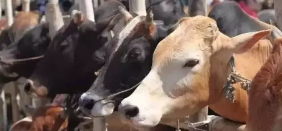 गोमूत्र खरीद से बढ़ेगी पशुपालकों की आय गोमूत्र खरीद से बढ़ेगी पशुपालकों की आय