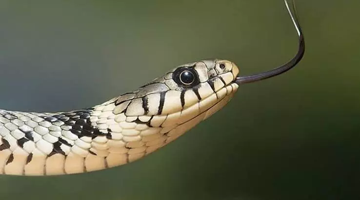 Debagada: सांप के काटने से दो महीने के बच्चे की मौत; पिता की हालत गंभीर Debagada: सांप के काटने से दो महीने के बच्चे की मौत; पिता की हालत गंभीर