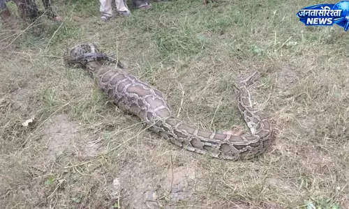 गजरौला में दो जगह निकले विशाल अजगर, 10 फीट के अजगर ने आवारा कुत्ते को निगला