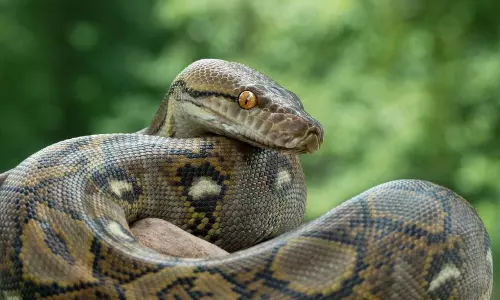 Una अपर लोहारा में 6 फुट का अजगर रेस्क्यू Una अपर लोहारा में 6 फुट का अजगर रेस्क्यू