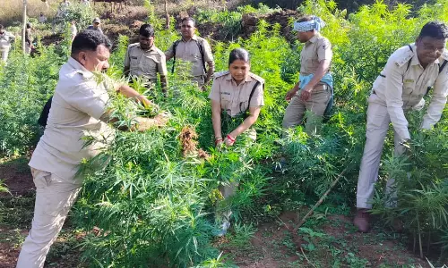 Odisha पुलिस की किसानों से गांजा छोड़ने की अपील