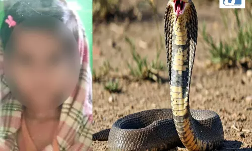 बाप रे! केवल रविवार को हमला करता है सांप, ऐसा दावा किया जा रहा... बाप रे! केवल रविवार को हमला करता है सांप, ऐसा दावा किया जा रहा...