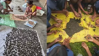 हाथियों के प्राकृतिक आवास को फिर मिलेगा जीवन असम में 15 हजार सीड बॉल्स का सहारा हाथियों के प्राकृतिक आवास को फिर मिलेगा जीवन असम में 15 हजार सीड बॉल्स का सहारा