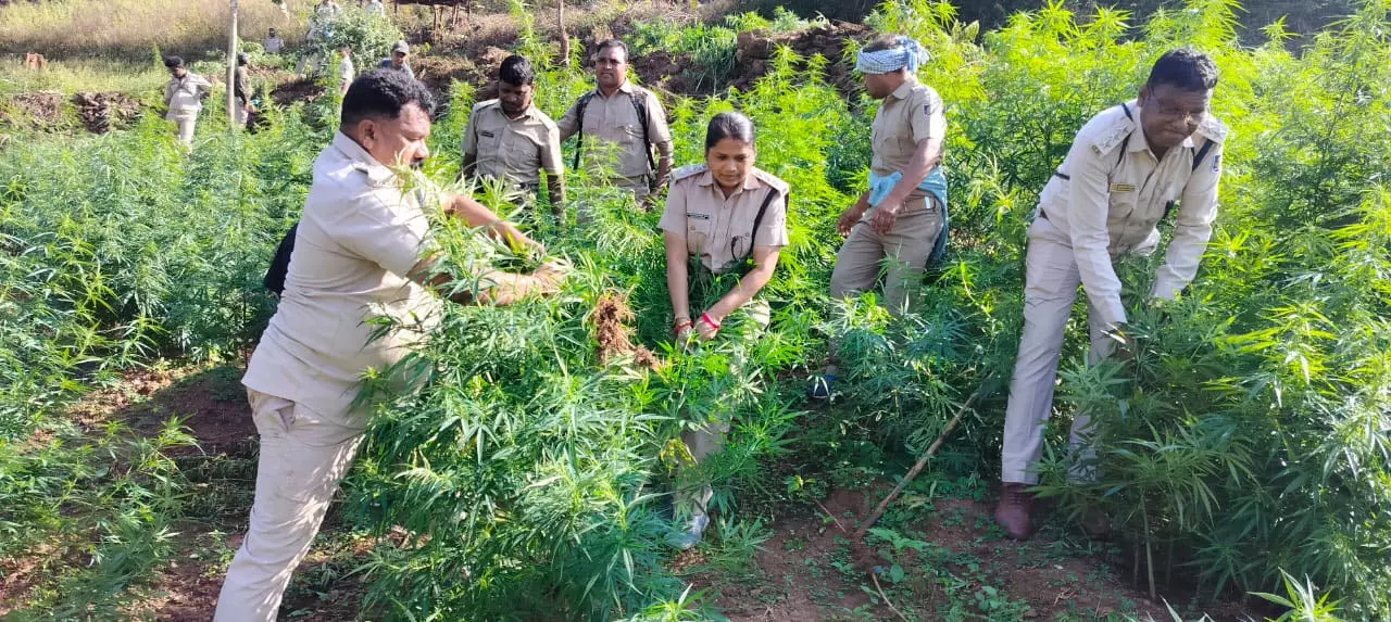 Odisha पुलिस की किसानों से गांजा छोड़ने की अपील Odisha पुलिस की किसानों से गांजा छोड़ने की अपील