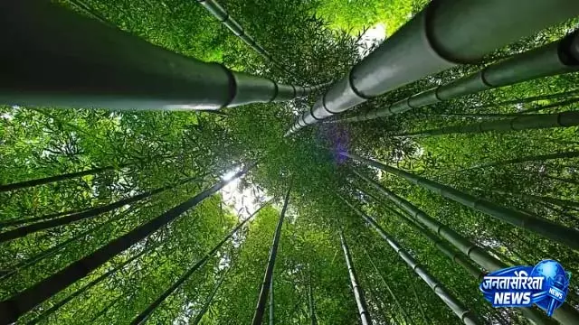 Odisha को बांस क्षेत्र के लिए ₹5.78 करोड़ की केंद्रीय सहायता मिली Odisha को बांस क्षेत्र के लिए ₹5.78 करोड़ की केंद्रीय सहायता मिली