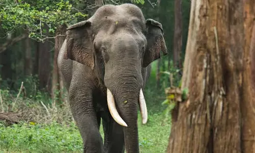 स्कूल बस का इंतजार कर रहे बच्चों की ओर दौड़ा हाथी, बैग छोड़कर घरों में भागे छात्र स्कूल बस का इंतजार कर रहे बच्चों की ओर दौड़ा हाथी, बैग छोड़कर घरों में भागे छात्र