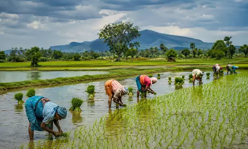 खरीफ फसलों की बुआई में कमी घटकर 1.82 प्रतिशत, धान का रकबा अब भी पीछे खरीफ फसलों की बुआई में कमी घटकर 1.82 प्रतिशत, धान का रकबा अब भी पीछे