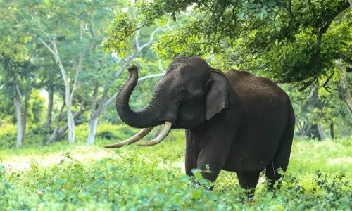 ओडिशा में हाथियों की संख्या लगभग स्थिर आवास और मानव-हाथी संघर्ष बना बड़ी चुनौती ओडिशा में हाथियों की संख्या लगभग स्थिर आवास और मानव-हाथी संघर्ष बना बड़ी चुनौती