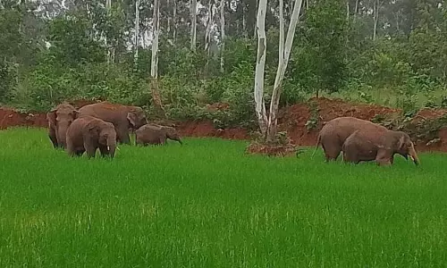 Odisha में हाथियों के लिए जगह का संकट