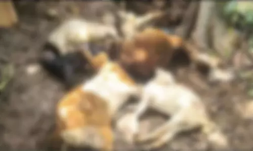 वानियमकुलम में आवारा कुत्तों का आतंक, सात भेड़ों की मौत छह गंभीर रूप से घायल वानियमकुलम में आवारा कुत्तों का आतंक, सात भेड़ों की मौत छह गंभीर रूप से घायल