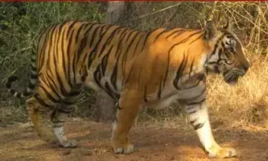 बाघों के लिए भी कोई सुरक्षा नहीं: नल्लामाला में एक और बड़ी बिल्ली की मौत सामने आई