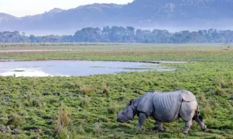 हिमंता बिस्वा सरमा का बयान: काजीरंगा में फिलहाल लागू रहेगा 10 किमी ESZ हिमंता बिस्वा सरमा का बयान: काजीरंगा में फिलहाल लागू रहेगा 10 किमी ESZ
