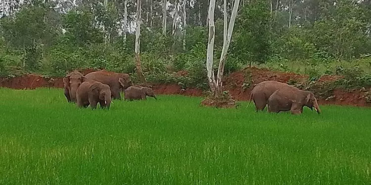 Odisha में हाथियों के लिए जगह का संकट Odisha में हाथियों के लिए जगह का संकट