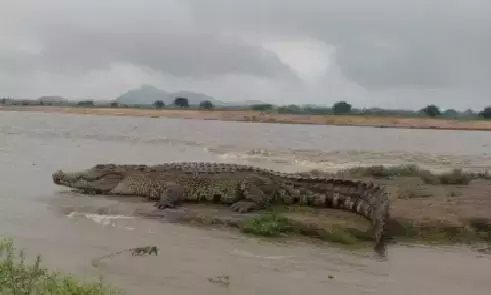 Andhra: कृष्णा नदी में मगरमच्छ दिखने से दहशत Andhra: कृष्णा नदी में मगरमच्छ दिखने से दहशत