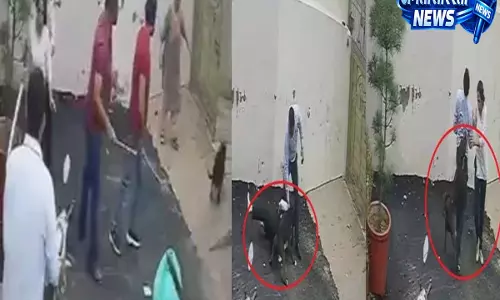 मकान देखने पहुंचे दंपती पर पिटबुल का हमला 75 सेकेंड में किए 26 वार मकान देखने पहुंचे दंपती पर पिटबुल का हमला 75 सेकेंड में किए 26 वार